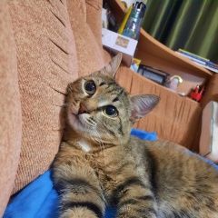 Подробнее об объявлении «Пропал кот Барнаул» Фото: пропала кошка  «Пропал кот Барнаул» в г. Барнаул