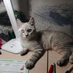 Подробнее об объявлении «Пропал кот Красноярск» Фото: пропала кошка  «Пропал кот Красноярск» в г. Красноярск