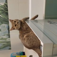 Подробнее об объявлении «Пропал кот Уфа» Фото: пропала кошка Скоттиш страйт (шотландская прямоухая) «Пропал кот Уфа» в г. Уфа