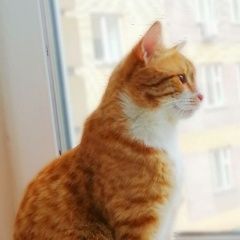 Подробнее об объявлении «Нижний Новгород Пропал кот» Фото: пропала кошка  «Нижний Новгород Пропал кот» в г. Нижний Новгород