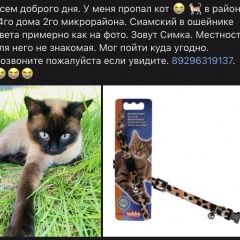 Подробнее об объявлении «Пропал кот Озеры» Фото: пропала кошка Тайская кошка «Пропал кот Озеры» в г. Озеры