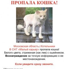 Подробнее об объявлении «Пропала кошка Котельники» Фото: пропала кошка  «Пропала кошка Котельники» в г. Котельники