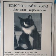 Подробнее об объявлении «Пропал кот Новокузнецк» Фото: пропала кошка  «Пропал кот Новокузнецк» в г. Новокузнецк