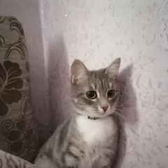 Подробнее об объявлении «Пропала кошка Курган» Фото: пропала кошка  «Пропала кошка Курган» в г. Курган