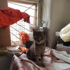 Подробнее об объявлении «Пропала кошка Симферополь» Фото: пропала кошка  «Пропала кошка Симферополь» в г. Симферополь