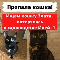 Подробнее об объявлении «Пропала кошка в садоводстве иней1 г обь. Новосибирск» Фото: пропала кошка  «Пропала кошка в садоводстве иней1 г обь....» в г. Новосибирск