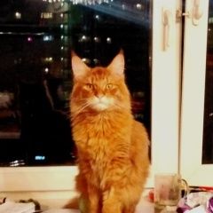 Подробнее об объявлении «Лобня Пропал кот мейн кун. на трех лапах» Фото: пропала кошка Мейн-кун «Лобня Пропал кот мейн кун. на трех лапах» в г. Лобня