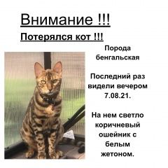 Подробнее об объявлении «Набережные Челны Пропал кот, бенгал» Фото: пропала кошка Бенгальская кошка «Набережные Челны Пропал кот, бенгал» в г. Набережные Челны