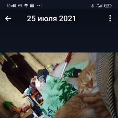 Подробнее об объявлении «Пропала кошка Иваново» Фото: пропала кошка  «Пропала кошка Иваново» в г. Иваново