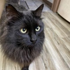 Подробнее об объявлении «Пропал кот Тула» Фото: пропала кошка  «Пропал кот Тула» в г. Тула