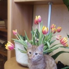 Подробнее об объявлении «Пропал котик рыженький 8 августа Уфа» Фото: пропала кошка  «Пропал котик рыженький 8 августа Уфа» в г. Уфа