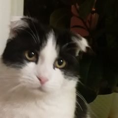 Подробнее об объявлении «Пропал кот помогите найти любимца Лабинск» Фото: пропала кошка  «Пропал кот помогите найти любимца Лабинск» в г. Лабинск