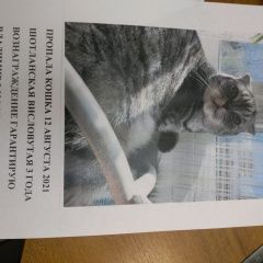 Подробнее об объявлении «Пропала кошка Москва» Фото: пропала кошка  «Пропала кошка Москва» в г. Москва