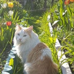 Подробнее об объявлении «Пропал кот помогите найти кота кешу Санкт-Петербург» Фото: пропала кошка  «Пропал кот помогите найти кота кешу...» в г. Санкт-Петербург