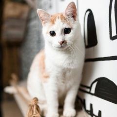 Картинка пропала кошка В городе Рязань исчез коте. Рязань