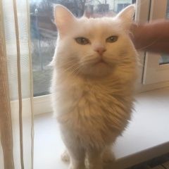 Подробнее об объявлении «Анапа Пропала кошка» Фото: пропала кошка  «Анапа Пропала кошка» в г. Анапа