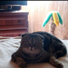 Подробнее об объявлении «Пропала кошка Междуреченск» Фото: пропала кошка Скоттиш фолд (шотландская вислоухая) «Пропала кошка Междуреченск» в г. Междуреченск