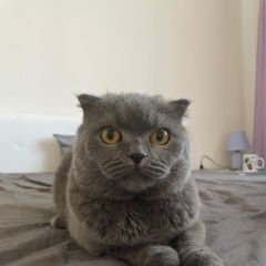 Подробнее об объявлении «Пропал кот Раменское» Фото: пропала кошка Британская короткошерстная кошка «Пропал кот Раменское» в г. Раменское