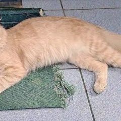 Подробнее об объявлении «Пропала кошка нужна ваша помощь Дмитров» Фото: пропала кошка  «Пропала кошка нужна ваша помощь Дмитров» в г. Дмитров