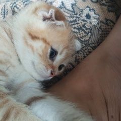 Подробнее об объявлении «Анапа Пропал кот» Фото: пропала кошка  «Анапа Пропал кот» в г. Анапа