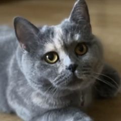 Подробнее об объявлении «Пропала кошка помогите найти кошку Домодедово» Фото: пропала кошка Шотландский терьер «Пропала кошка помогите найти кошку Домодедово» в г. Домодедово