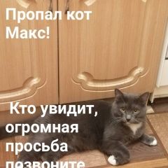 Подробнее об объявлении «Пропал кот макс Ульяновск» Фото: пропала кошка  «Пропал кот макс Ульяновск» в г. Ульяновск