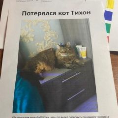 Подробнее об объявлении «Пропал кот убежал кот тихон Кашира» Фото: пропала кошка  «Пропал кот убежал кот тихон Кашира» в г. Кашира