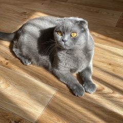 Подробнее об объявлении «Пропала кошка Владивосток» Фото: пропала кошка Скоттиш фолд (шотландская вислоухая) «Пропала кошка Владивосток» в г. Владивосток