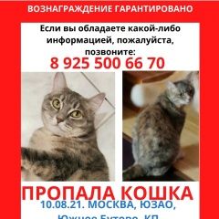 Подробнее об объявлении «Пропала кошка в южном бутово кп потапово Москва» Фото: пропала кошка  «Пропала кошка в южном бутово кп потапово Москва» в г. Москва