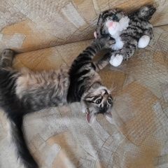 Подробнее об объявлении «Пропал котик марсик Алушта» Фото: пропала кошка  «Пропал котик марсик Алушта» в г. Алушта