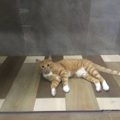 Подробнее об объявлении «Пропал кот Санкт-Петербург» Фото: пропала кошка  «Пропал кот Санкт-Петербург» в г. Санкт-Петербург