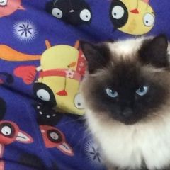 Подробнее об объявлении «Пропала кошка Ижевск» Фото: пропала кошка  «Пропала кошка Ижевск» в г. Ижевск