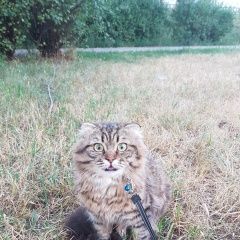 Подробнее об объявлении «Пропала кошка кот в шотландский вислоухий Волгодонск» Фото: пропала кошка Скоттиш фолд (шотландская вислоухая) «Пропала кошка кот в шотландский вислоухий...» в г. Волгодонск