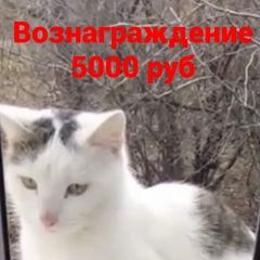 Подробнее об объявлении «Пропал кот Ремонтное» Фото: пропала кошка  «Пропал кот Ремонтное» в г. Ремонтное