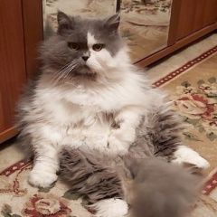 Подробнее об объявлении «Пропал кот, персидская шиншилла Москва» Фото: пропала кошка Персидская кошка «Пропал кот, персидская шиншилла Москва» в г. Москва