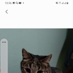 Подробнее об объявлении «Иваново Пропал кот» Фото: пропала кошка  «Иваново Пропал кот» в г. Иваново