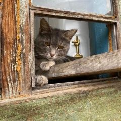 Подробнее об объявлении «Пропала кошка Белоярский (Свердловская обл.)» Фото: пропала кошка  «Пропала кошка Белоярский (Свердловская обл.)» в г. Белоярский (Свердловская обл.)