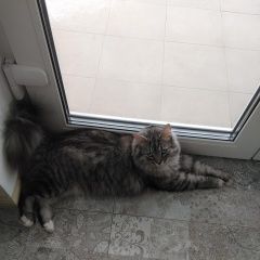 Подробнее об объявлении «Пропал кот Троицк» Фото: пропала кошка Сибирская кошка «Пропал кот Троицк» в г. Троицк