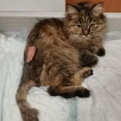 Подробнее об объявлении «Ульяновск Пропала кошка эйла г» Фото: пропала кошка  «Ульяновск Пропала кошка эйла г» в г. Ульяновск