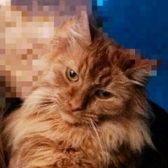 Подробнее об объявлении «Химки Пропала кошка 15 августа наш любимый кот рыжик» Фото: пропала кошка  «Химки Пропала кошка 15 августа наш любимый кот...» в г. Химки