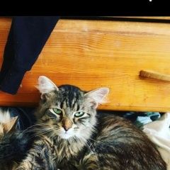 ����: ������� �����  �������������� ������ ��� � �. �������������