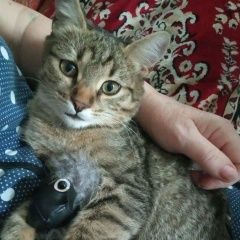 Подробнее об объявлении «Подольск Пропал котенок» Фото: пропала кошка  «Подольск Пропал котенок» в г. Подольск
