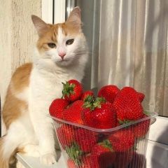 Подробнее об объявлении «Пропал кот рыжка Сочи» Фото: пропала кошка  «Пропал кот рыжка Сочи» в г. Сочи
