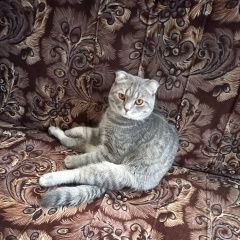 Подробнее об объявлении «Пропал кот Оренбург» Фото: пропала кошка Скоттиш фолд (шотландская вислоухая) «Пропал кот Оренбург» в г. Оренбург