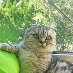 Подробнее об объявлении «Ярославль Пропала кошка помогите найти кошечку» Фото: пропала кошка  «Ярославль Пропала кошка помогите найти кошечку» в г. Ярославль