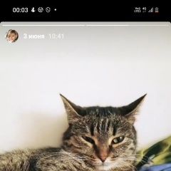 Подробнее об объявлении «Сосновоборск (Красноярский край) Пропала кошка» Фото: пропала кошка  «Сосновоборск (Красноярский край) Пропала кошка» в г. Сосновоборск (Красноярский край)