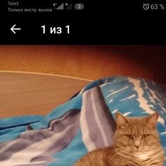 Подробнее об объявлении «Пропал кот помогите найти барсика Балашиха» Фото: пропала кошка  «Пропал кот помогите найти барсика Балашиха» в г. Балашиха