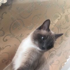 Подробнее об объявлении «Хабаровск Пропала кошка» Фото: пропала кошка Тайская кошка «Хабаровск Пропала кошка» в г. Хабаровск