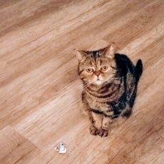 Подробнее об объявлении «Калининград (Кенигсберг) Пропала кошка» Фото: пропала кошка  «Калининград (Кенигсберг) Пропала кошка» в г. Калининград (Кенигсберг)