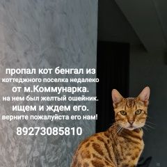 Подробнее об объявлении «Пропал кот бенгал с жёлтым ошейником Москва» Фото: пропала кошка Бенгальская кошка «Пропал кот бенгал с жёлтым ошейником Москва» в г. Москва